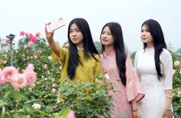 Vườn hồng Yên Dũng - điểm đến đậm sắc hương