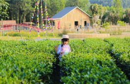 Khai thác tài nguyên văn hoá dân tộc trong phát triển du lịch cộng đồng vùng cao