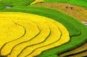 Ruộng bậc thang Sa Pa vào danh sách những cảnh đẹp nhất thế giới