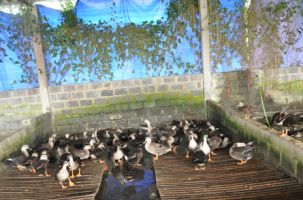 “ Vịt Trời cho” câu chuyện cổ tích giữa đời thường, một điểm du lịch hấp dẫn của Bắc Giang