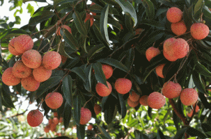 Ngọt Lịm Vải thiều Lục Ngạn