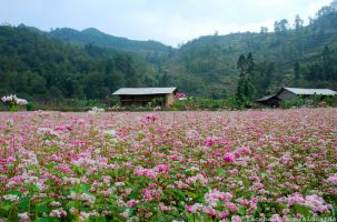 Những điểm du lịch Việt Nam hấp dẫn mùa cuối thu