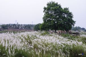 Cánh đồng lau trắng lãng mạn giữa thủ đô