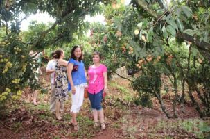 Du lịch mùa vải chín