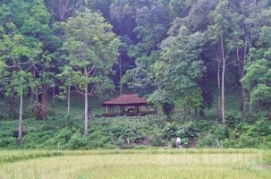 Về bản Đá Húc thăm rừng lim xanh