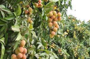 Tiềm năng du lịch huyện Tân Yên 