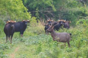 Vườn quốc gia Cát Tiên được xét vào Danh lục xanh thế giới