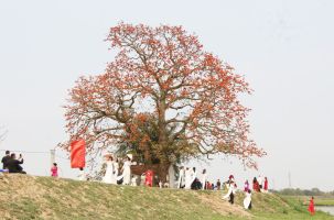 Hàng nghìn du khách say đắm sắc hoa tháng Ba tại Bắc Giang