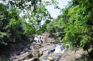 Triển khai Đề án “Phát triển giá trị đa dụng của hệ sinh thái rừng”