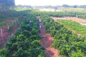 Sâm Nam núi Dành – báu vật trên vùng đất thiêng