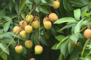 Hợp Đức: Gần 10 ha vải thiều được sản xuất theo tiêu chuẩnVietGAP