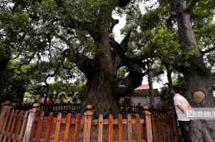 “Thần mộc” giúp Bắc Giang giữ gìn ký ức lịch sử, tạo sức hút du lịch