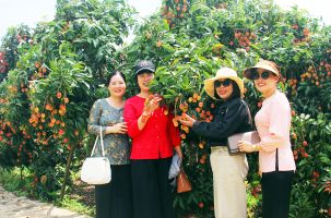Lục Ngạn: Du khách trải nghiệm bên vườn vải trĩu cành