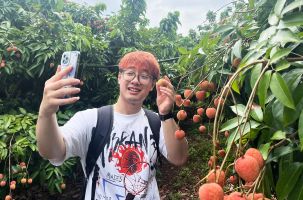 Bắc Giang tiêu thụ hơn 14 nghìn tấn vải sớm