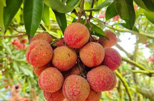 Độc đáo vườn vải thiều trĩu quả, 30 năm không mất mùa