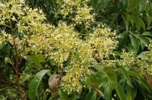 Khởi động du lịch mùa vải thiều