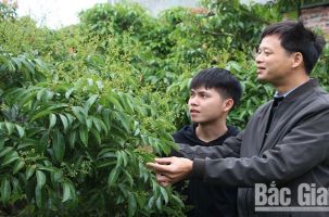 Lục Ngạn không chỉ có trái ngọt