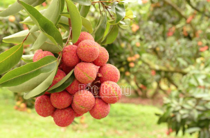 Lục Ngạn - vùng vải an toàn mời gọi