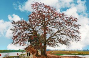  Đắm say vẻ đẹp mùa hoa Gạo tháng ba ở Yên Dũng, Bắc Giang 