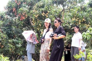 Phát triển du lịch mùa vải thiều: Làm mới để hút khách