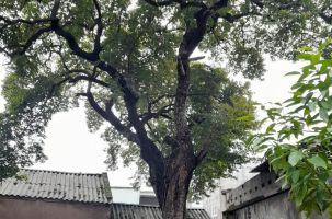 Bắc Giang: Cây thị hơn 300 tuổi được công nhận “Cây cổ thụ có giá trị lịch sử - văn hóa”