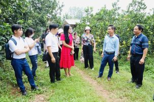 Mùa cam, bưởi năm 2023: Hút khách về vườn