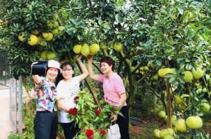 Lục Ngạn: Vào mùa cam, bưởi