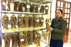 Về với sâm Nam núi Dành - Sản vật tiến Vua ở Bắc Giang 