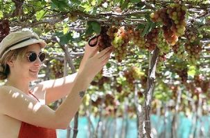 Lễ hội Nho và Vang Ninh Thuận với nhiều hoạt động phong phú