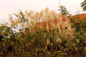 Bông lau nở trắng rừng Tây Yên Tử