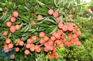 Vụ vải thiều 2025: Sản lượng dự kiến tăng khoảng 30%