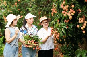 Thu hút du khách đến vùng vải sớm ở Tân Yên