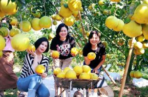 Lục Ngạn: Nhà vườn, hợp tác xã chủ động đón khách du lịch mùa cam bưởi