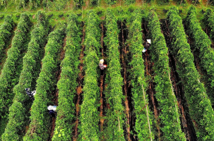 Điểm du lịch tâm linh sinh thái núi Dành