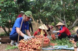 Chương trình du lịch: “Vải thiều Lục Ngạn - Tinh hoa trái cây Việt”