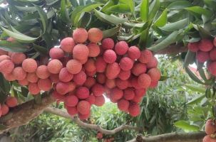 Thị xã Chũ: Tập trung khai thác du lịch mùa vải thiều