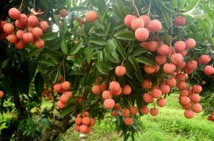 Bắc Ninh lựa chọn 143 vườn vải đẹp phục vụ du lịch trải nghiệm