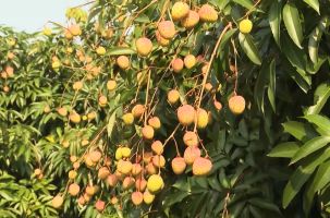 Bắc Giang: Xuất khẩu hơn 9,3 nghìn tấn vải thiều