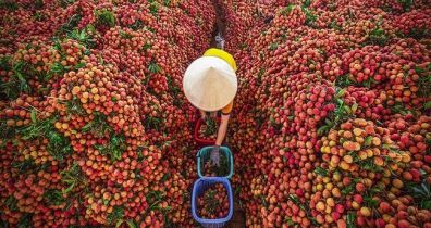 Bắc Ninh lựa chọn 143 vườn vải đẹp phục vụ du lịch trải nghiệm