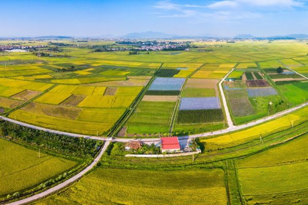 Mùa vàng Yên dũng - Trần Văn tuấn