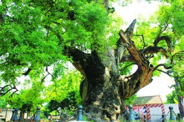 Cây Dã Hương Ngàn Năm Tuổi Ở Tiên Lục, Lạng Giang, Bắc Giang