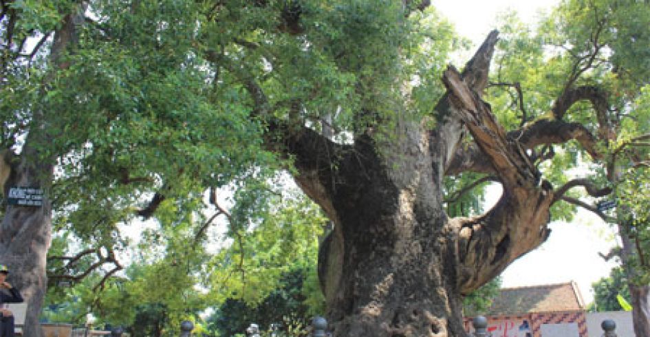 Cây dã hương nghìn năm tuổi 