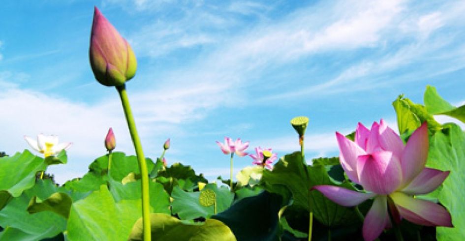 Nghị quyết 92 - động lực để ngành Du lịch bứt phá trong thời gian tới