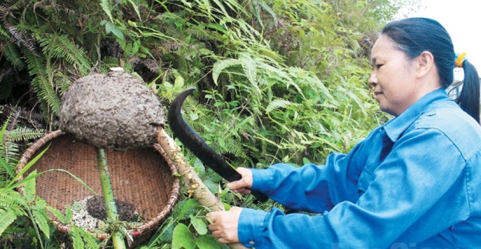 Trứng kiến - Thời trân miền Tây Yên Tử