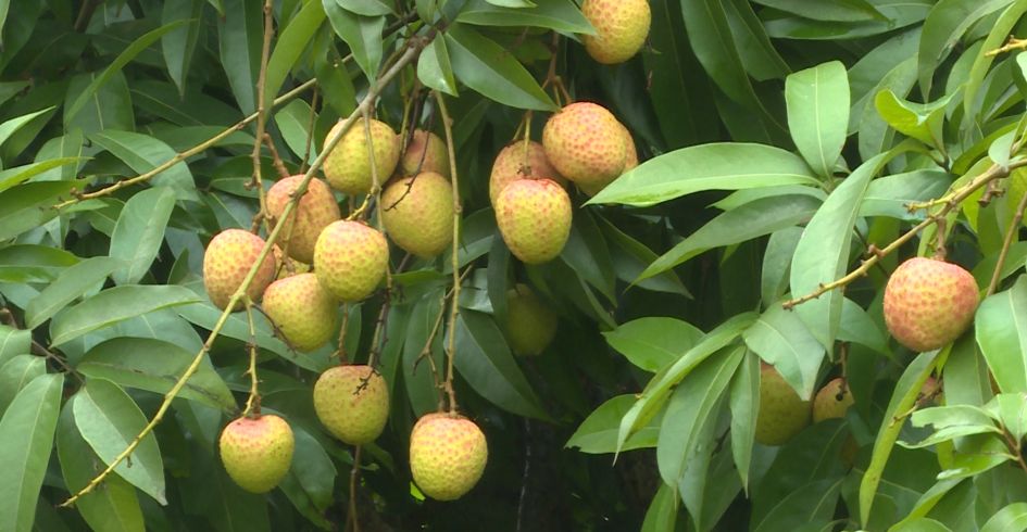 Phúc Hòa tiêu thụ được khoảng 1.000 tấn vải sớm