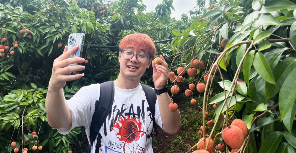 Bắc Giang tiêu thụ hơn 14 nghìn tấn vải sớm