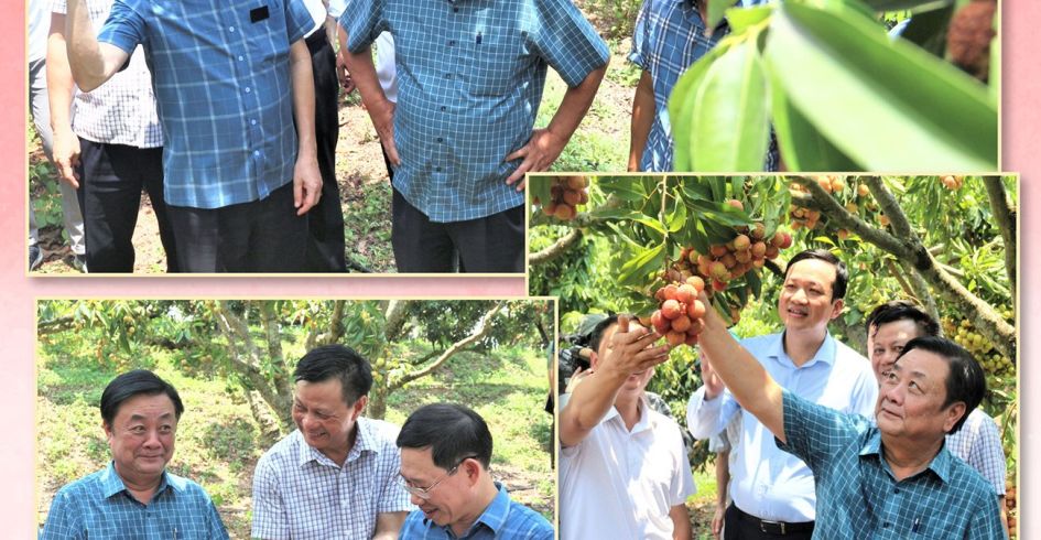 Cánh bướm Lục Ngạn lan tỏa thương hiệu nông sản Bắc Giang