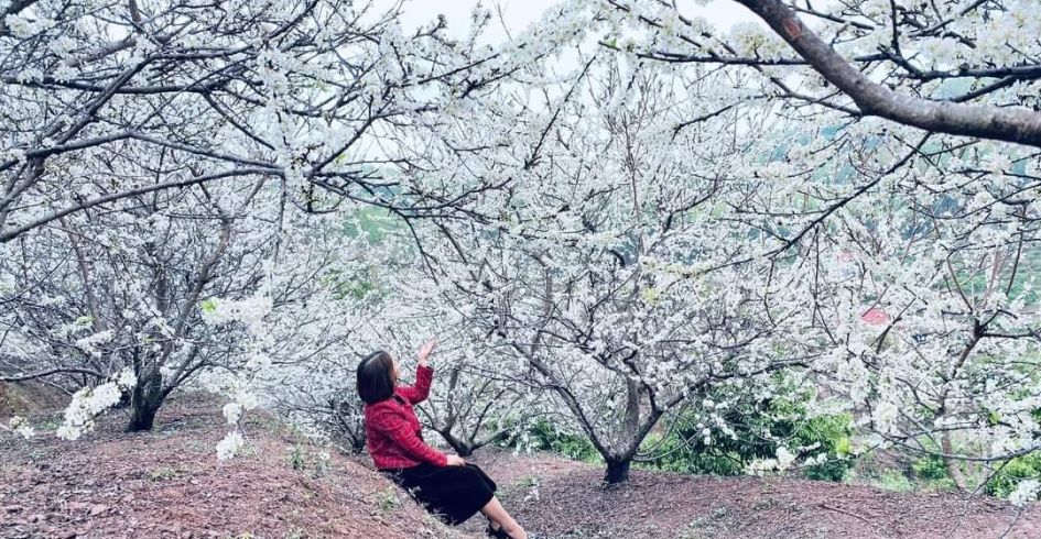Trắng trời hoa Mận vùng cao Lục Ngạn