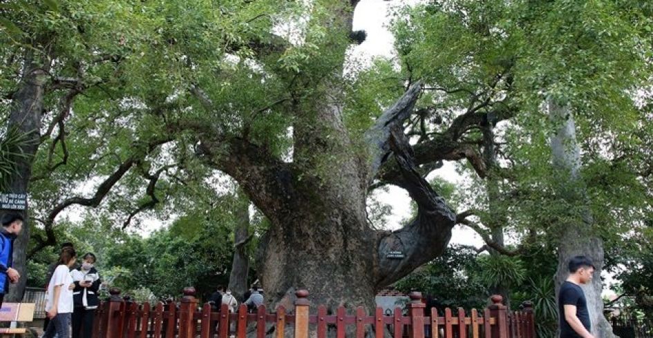 Chiêm ngưỡng cây dã hương nghìn năm tuổi, "thần mộc" độc nhất vô nhị ở Bắc Giang