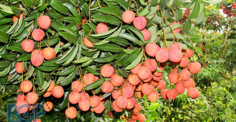 Vụ vải thiều 2025: Sản lượng dự kiến tăng khoảng 30%